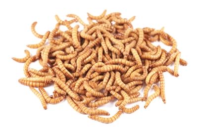 500 Giant Mealworms